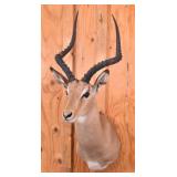 African Impala Trophy Shoulder Mount Taxidermy