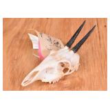 Southern Bush Duiker Skull Trophy Mount