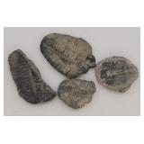 (4) Small Trilobite Fossils