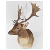 Fallow Deer Trophy Shoulder Mount