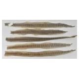 (5) Dried Rattlesnake Skins