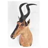 African Red Hartebeest Trophy Shoulder Mount