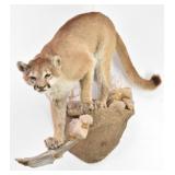 Mountain Lion Trophy Full Body Mount