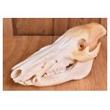 Bushpig Skull Trophy Mount