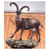 Spanish Ibex Trophy Full Body Mount