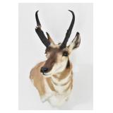 Pronghorn Antelope Trophy Shoulder Mount*