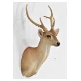 Hog Deer Trophy Shoulder Mount