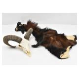 Muflon Sheep Skull Trophy Mount & Tanned Hide/Cape