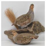 Hungarian Partridges Taxidermy Mount