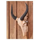 Tsessebe Skull Trophy Mount
