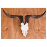 Wild Argentinian Goat Skull Trophy Mount