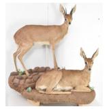 Steenbok Pair Full Body Mount