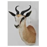Springbok Trophy Shoulder Mount