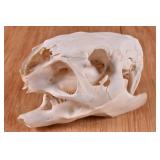 Capybara Skull from Argentina Trophy Mount