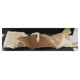 Impala Back Skin Hide