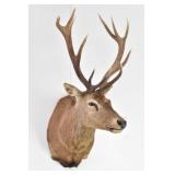Red Stag Trophy Shoulder Mount