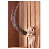 African Roan Skull Trophy Mount