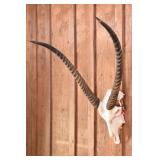 Waterbuck Skull Trophy Mount