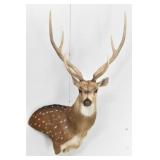 Axis Deer Trophy Shoulder Mount
