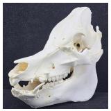 Wild Boar Skull
