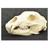 Black Bear Trophy Skull