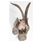 Spanish Ibex Trophy Shoulder Mount