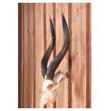 Nyala Skull Trophy Mount