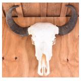 Argentinian Water Buffalo Skull Trophy Mount