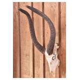 Nyala Skull Trophy Mount