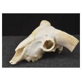 Escoces Scottish Black Face Sheep Skull