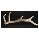 LARGE Shed Deer Antler 5 Points Natural Decor