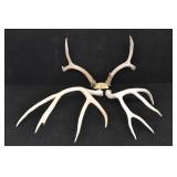 Deer Antlers