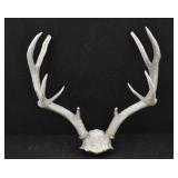 Mule Deer 4x4 Antler Rack