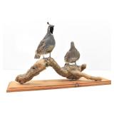 California Quail Pair Taxidermy on Driftwood