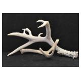 Whitetail Deer Antler Sheds