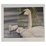 Sherrie R Meline LEGACY Trumpeter Swan Print S/N