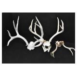 (3) Sets Antlers w/ Skulls or Partial Skull