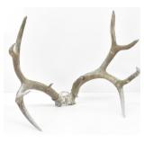 Deer Antlers 24" Span