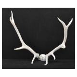 Deer Antlers Wall Mount 29" Span
