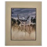 Mule Deer Buck Photo Print James T Jones Matted