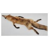 Taxidermy Red Fox Pelt Tanned Full Body