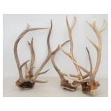 Elk Antlers / Racks