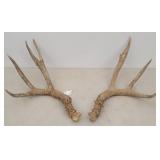 Mule Deer Antler Set 4 X 3