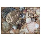 Large Abalone Shells, Scallop & Conch Shells, ...