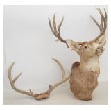 Mule Deer 4 X 4 Mount + Two Point Deer Rack