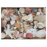 Natural Sea Shells, Sand Dollars, Starfish