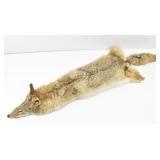 Raw Coyote Pelt Stretched & Dried