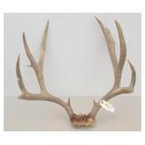 Trophy Mule Deer Antlers / Rack 4 X 4