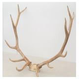 Trophy Six Point Elk Rack / Antlers