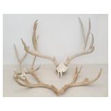 Trophy Mule Deer Rack + (3) Mule Deer Antlers